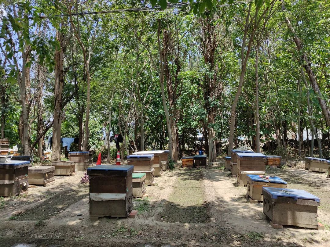 养蜂人春雨 | 了解蜜蜂生活,品尝最新鲜蜂蜜