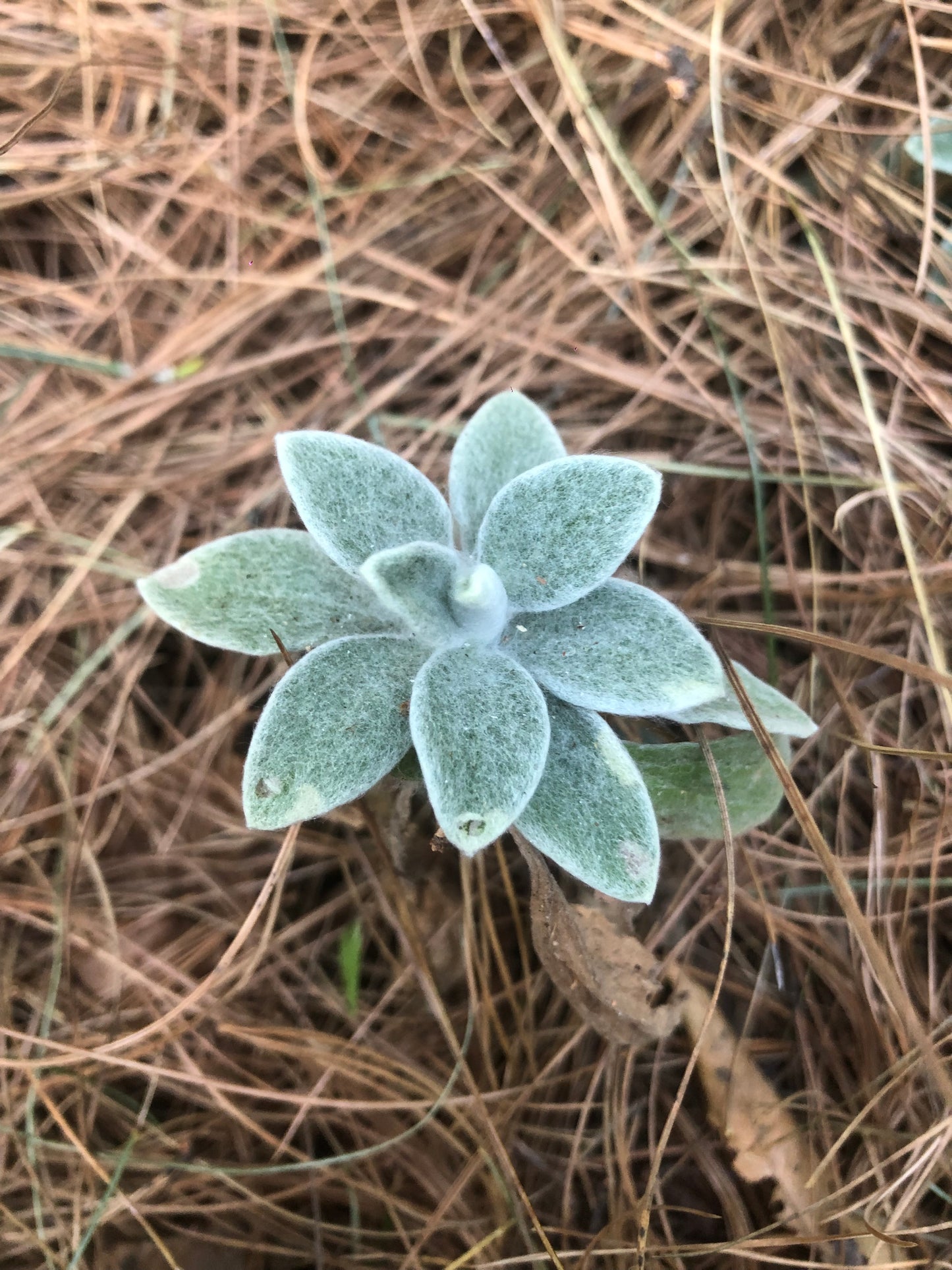 去无为寺吃斋饭|苍山野道徒步捡松果