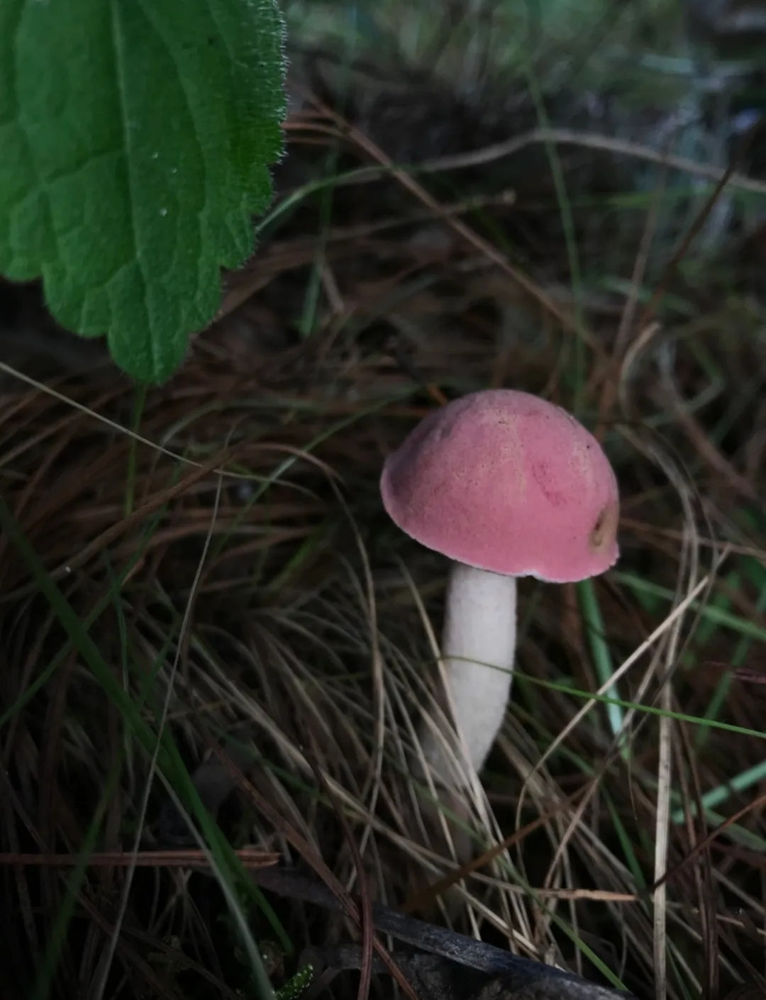 (June-October) Going up the mountain to pick mushrooms | Eating mushroom meals at farmers' houses