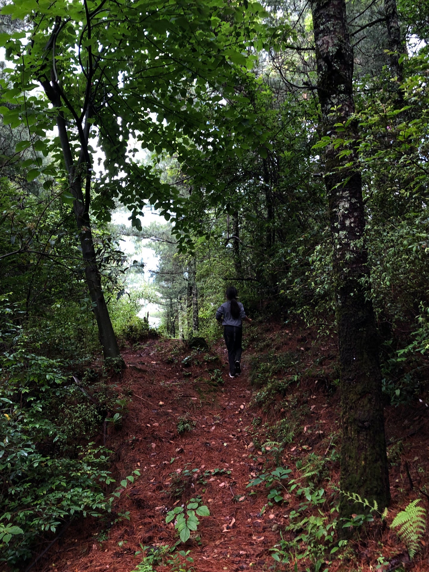 Picking mushrooms and pine cones on the forest trail | Eating vegetarian food at Jizhao Temple after hiking