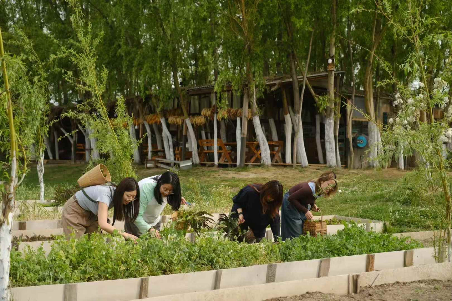 去有机农场采摘 | 和红红一起在家做饭