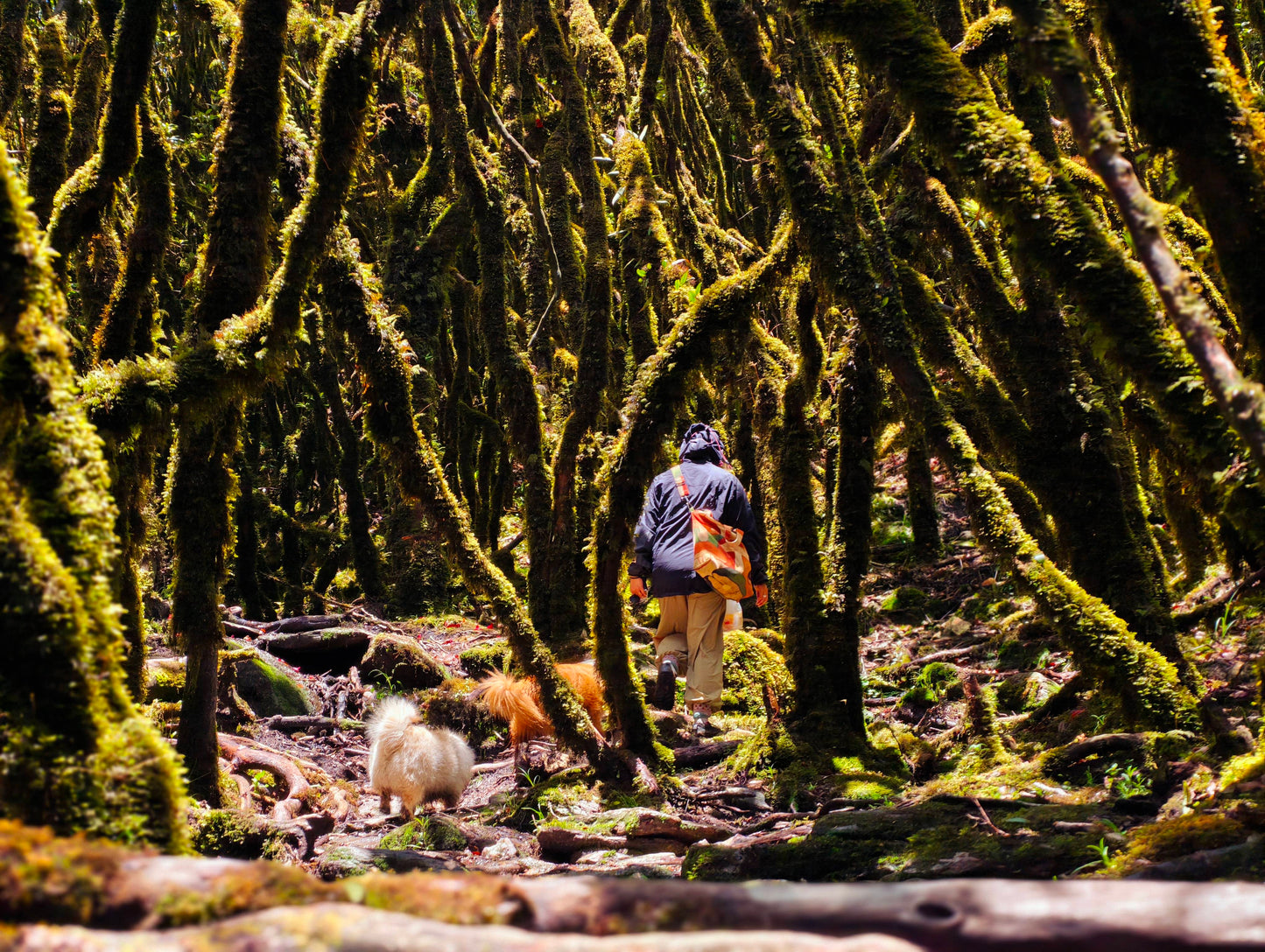 Hanhan's Ailao Mountain Forest Hike (2-day trip)