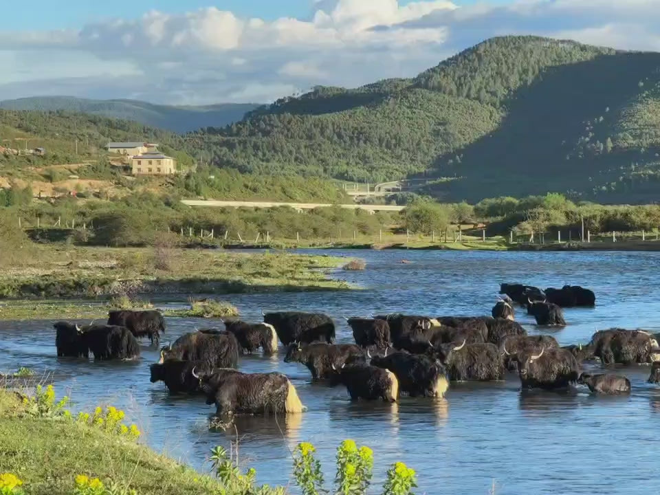 深入香格里拉牧區2天的旅行