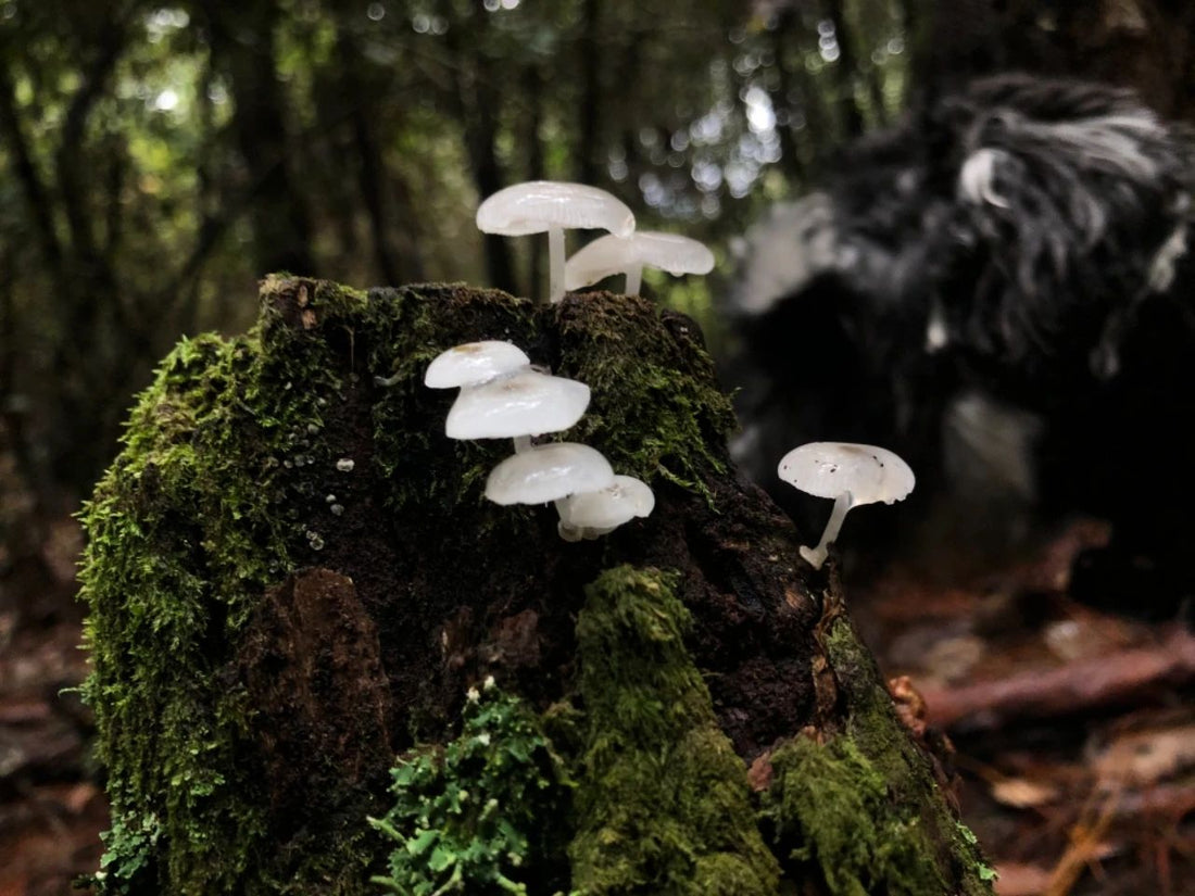 Jing | Deep Mountain Mushroom Picking