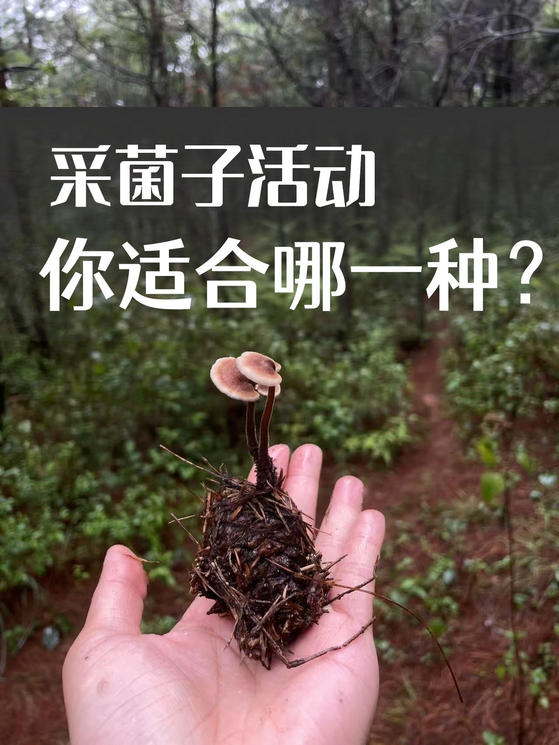 去森林里寻访野生菌：你适合哪一种？