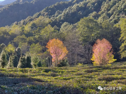 杂草景 | 关于京都小驻的申请