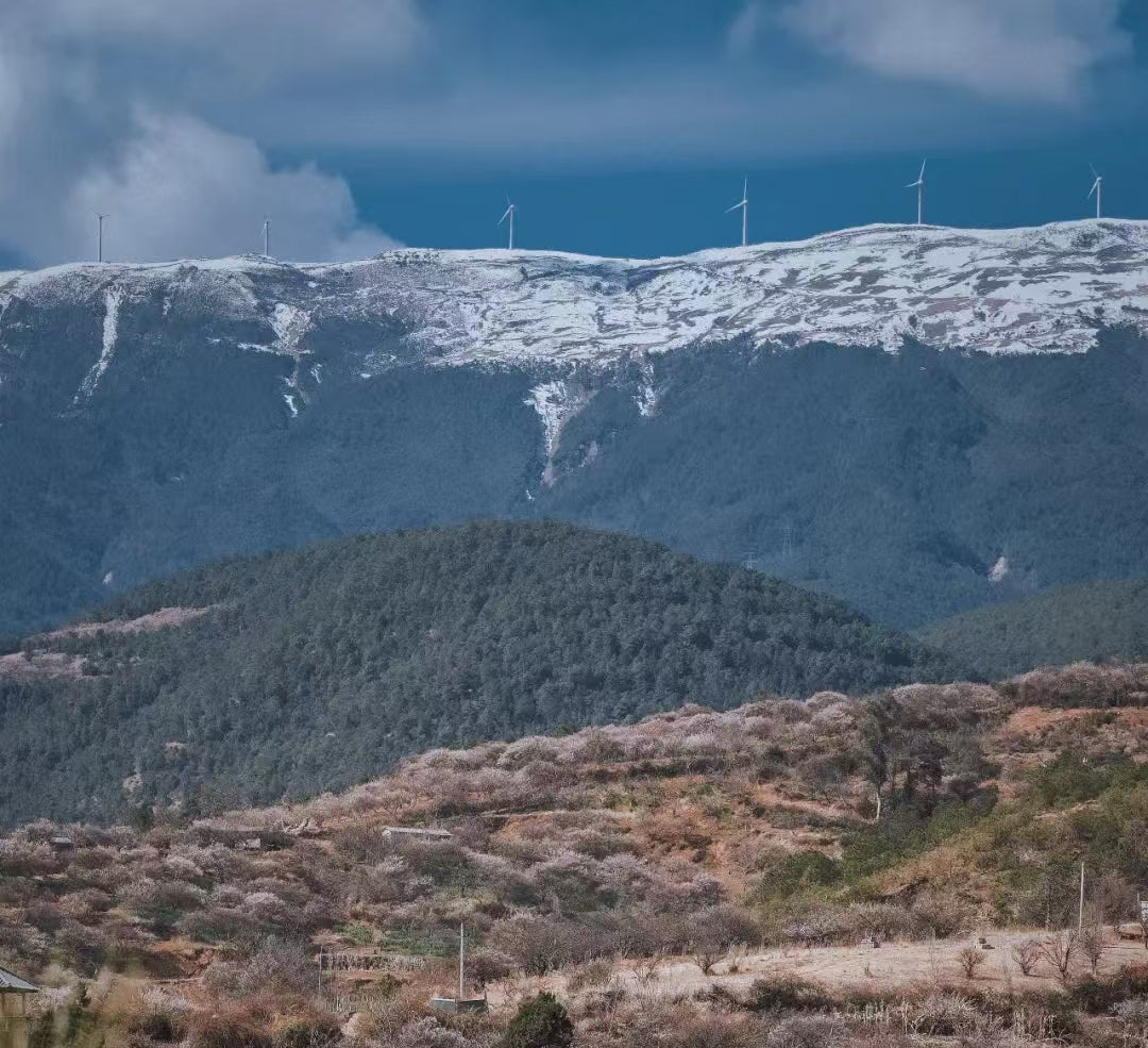 琦琦 | 大理松鹤村，雪山脚下、群山深处，万亩古树梅园