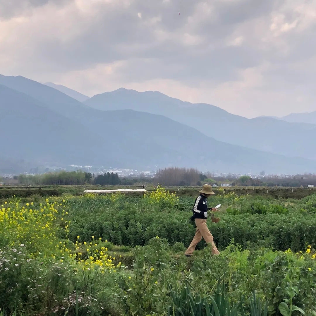 杂草景 | 野菜聚会