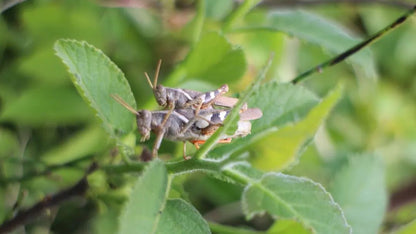 Nature Observations and Notes | Birds, Plants and Insects