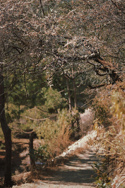 (De finales de enero a mediados de febrero) Camine por el bosque de ciruelos en flor en las montañas y recolecte miel local de los agricultores.