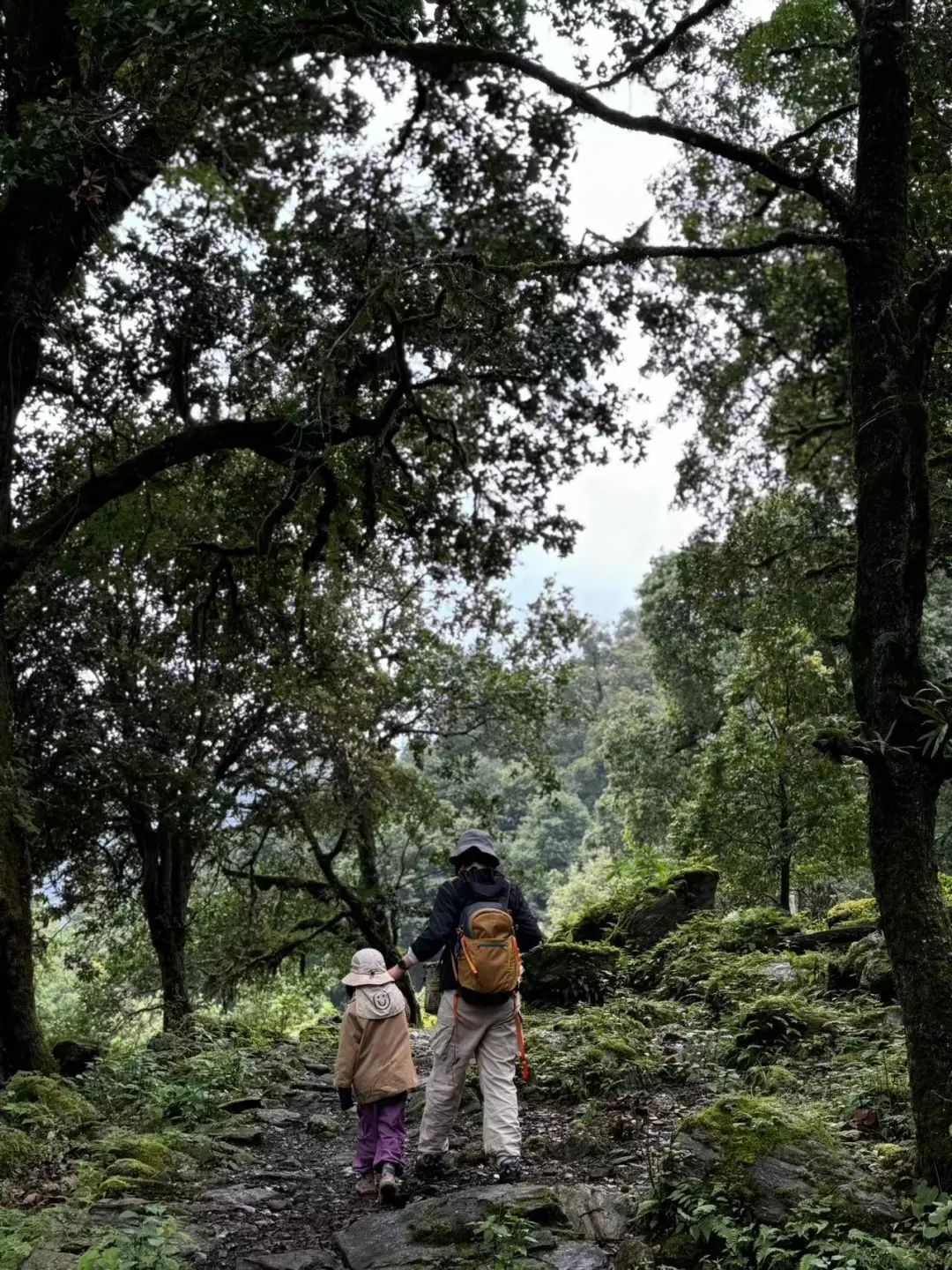 (6-11月) 苍山西坡露营