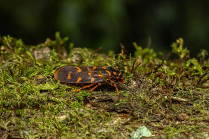 (Nur im Sommer) Nächtliche Insektenbeobachtung | Am Fuße des Cangshan-Berges