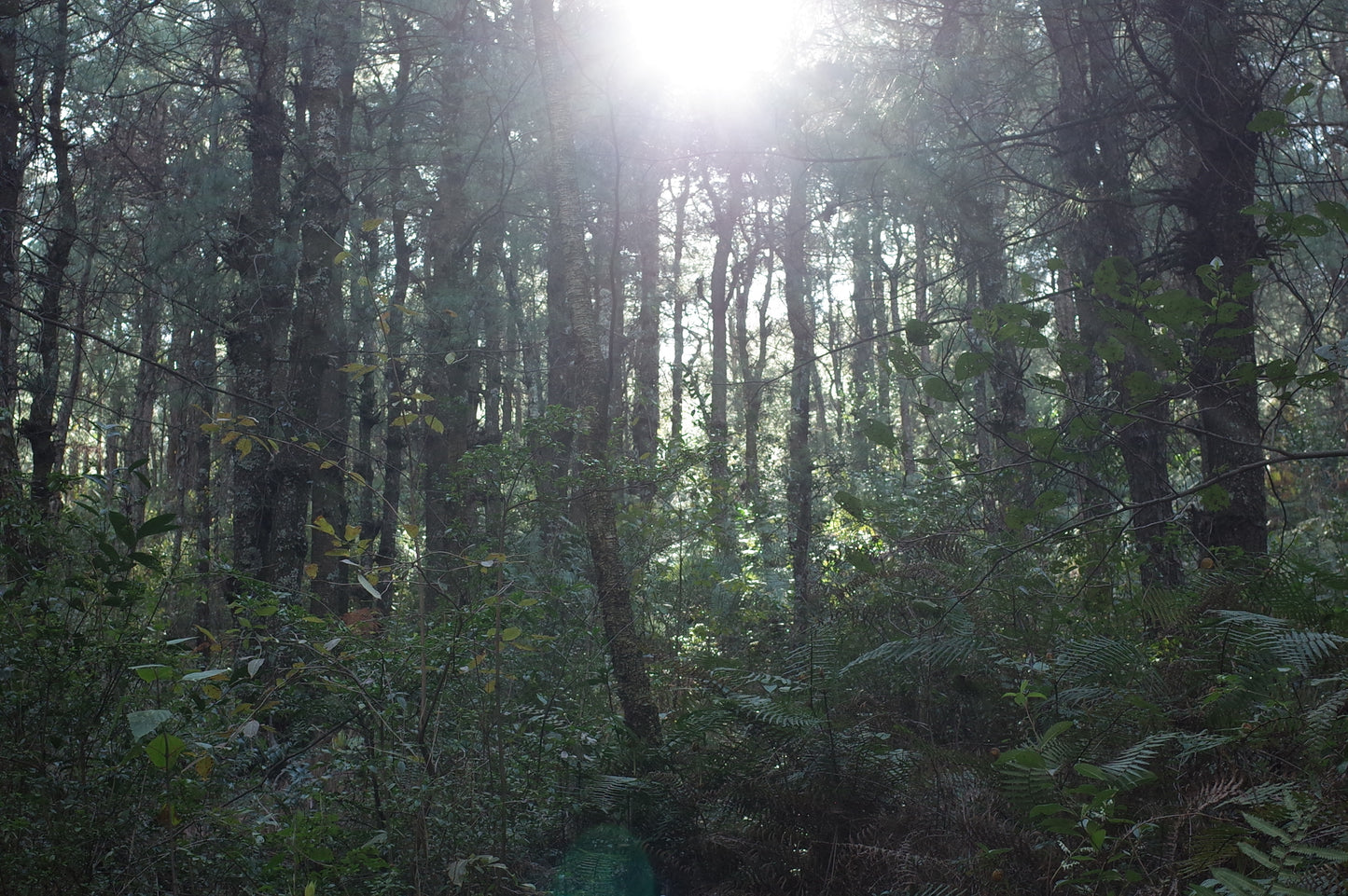 去苍山野道捡松果松子