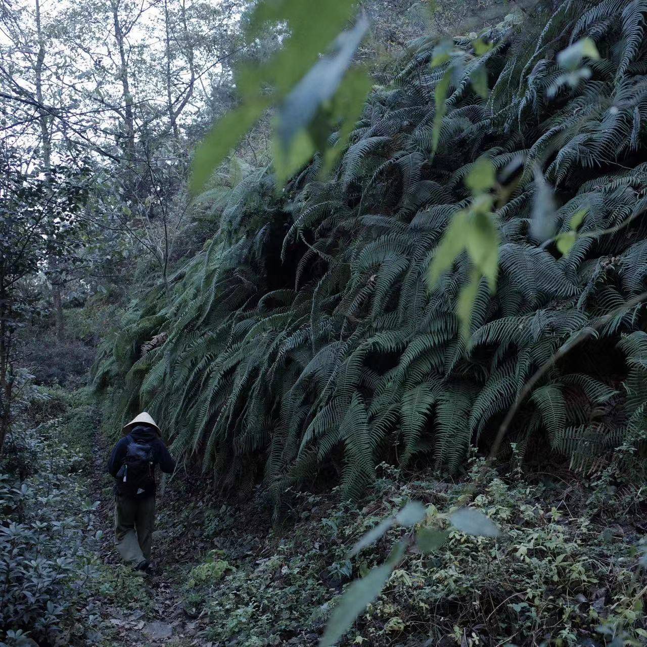 闊松坪輕徒步| 田野· 溪流· 森林