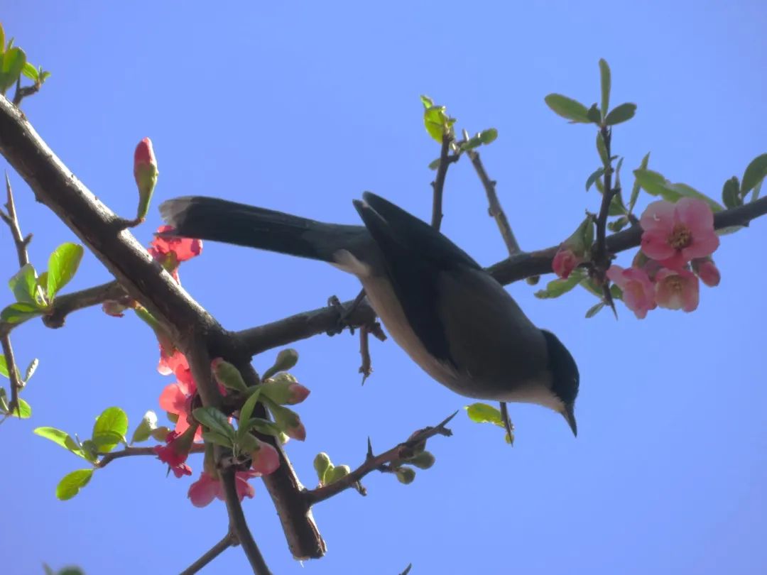 Observaciones y notas sobre la naturaleza | Aves, plantas e insectos