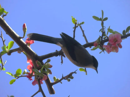 Naturbeobachtungen und Notizen | Vögel, Pflanzen und Insekten