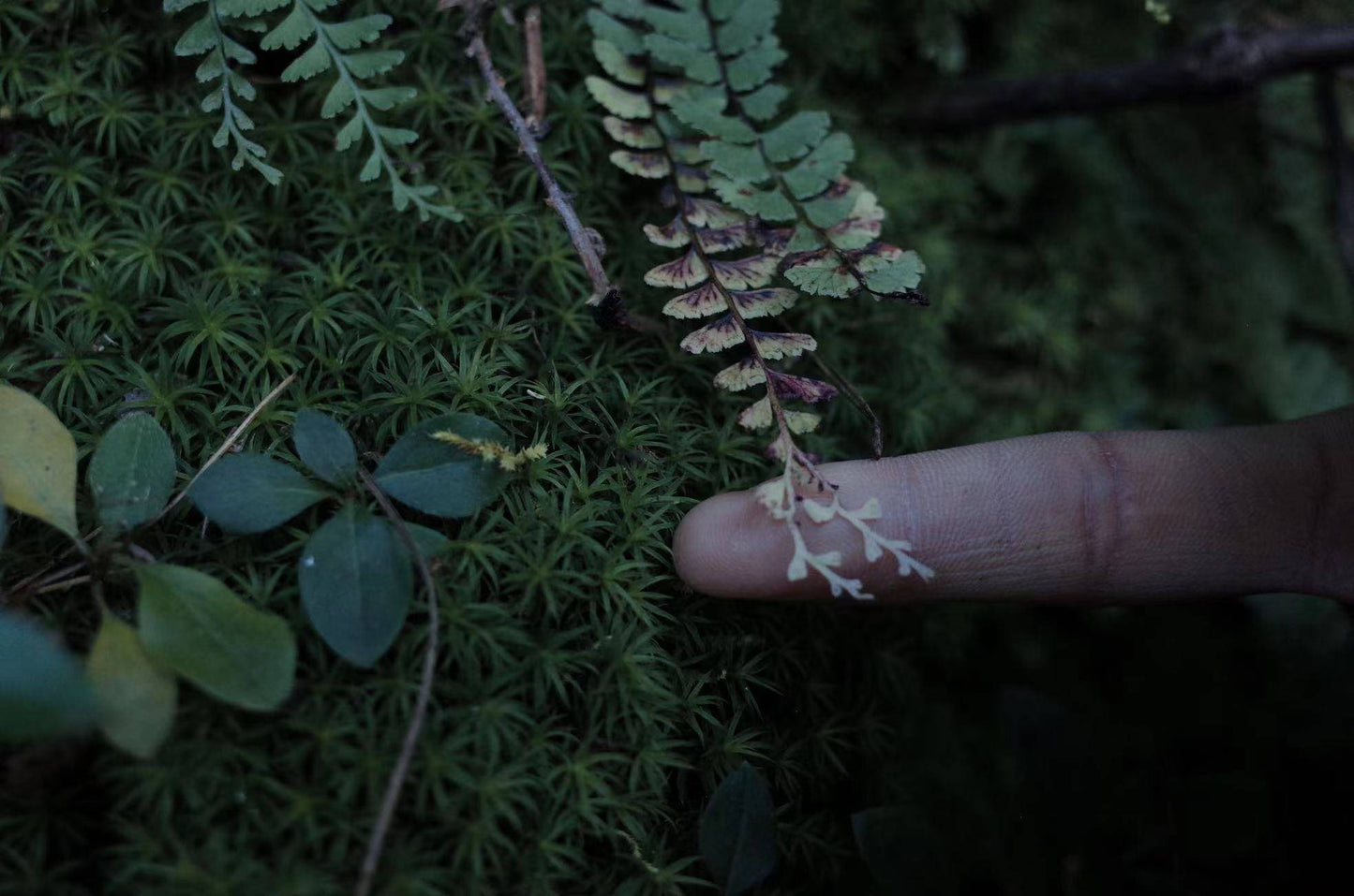 Caminata ligera por Kuosongping | Campos, arroyos y bosques