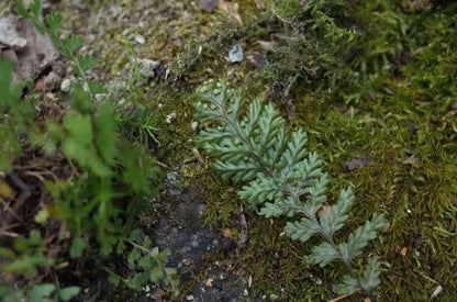 Geh in den Wald und bastel eine Moosflasche