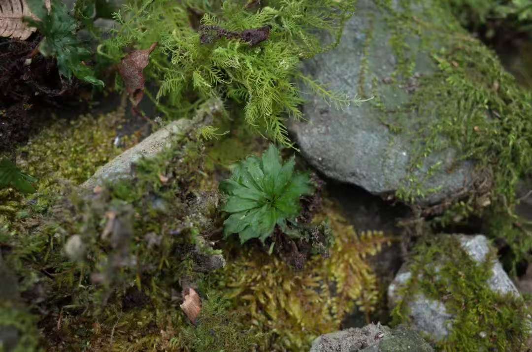 Va dans la forêt et fabrique une bouteille de mousse 