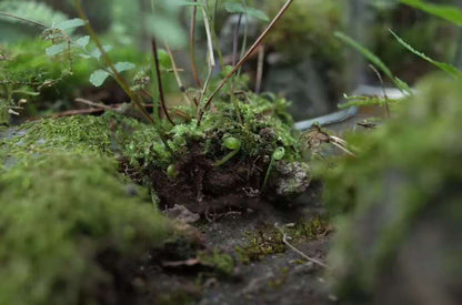 Va dans la forêt et fabrique une bouteille de mousse 