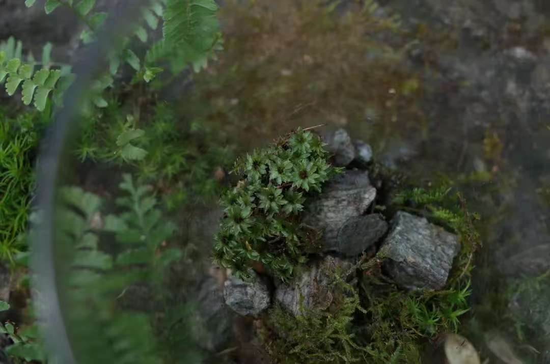 森で苔の瓶を作ります 