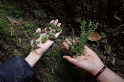 森で苔の瓶を作ります 