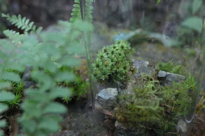 森で苔の瓶を作ります 