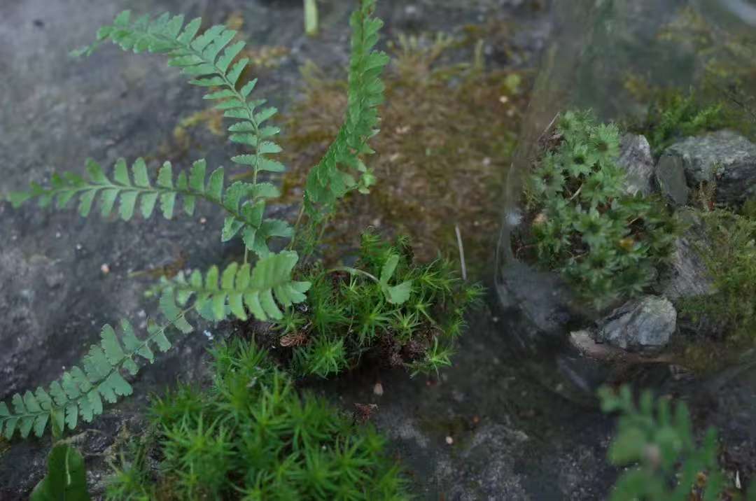 森で苔の瓶を作ります 