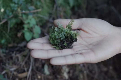 Va dans la forêt et fabrique une bouteille de mousse 