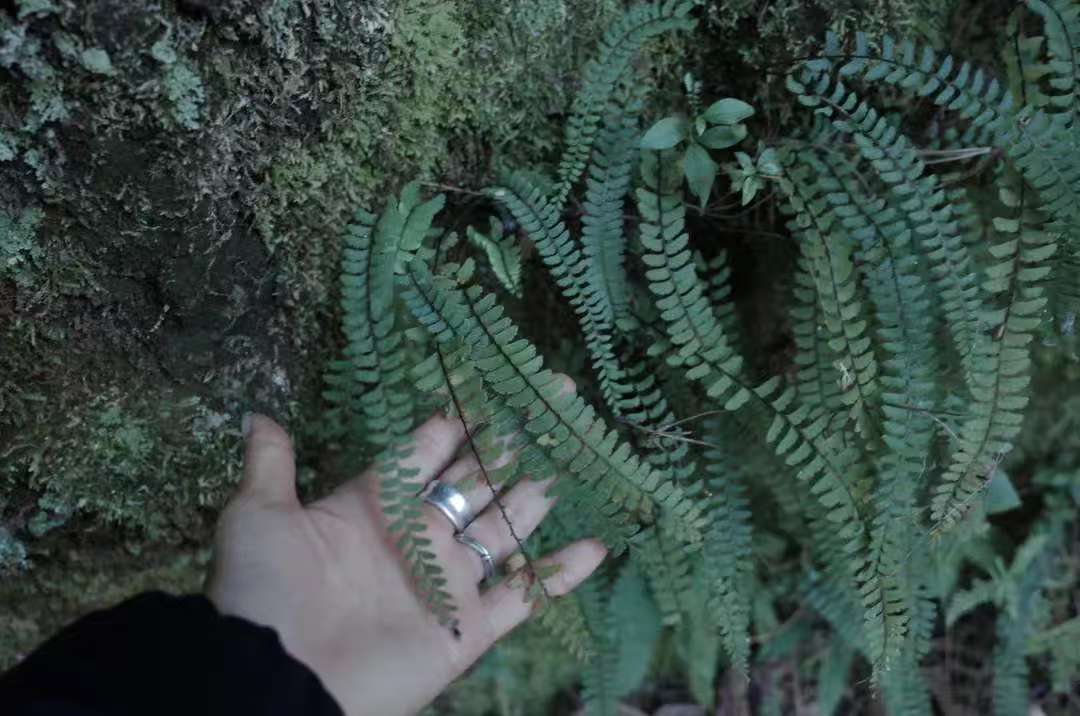 Va dans la forêt et fabrique une bouteille de mousse 