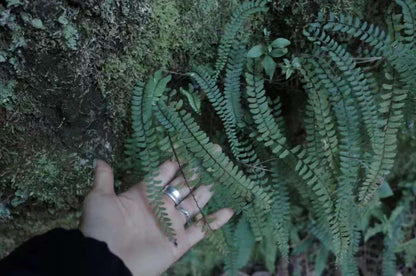 森で苔の瓶を作ります 