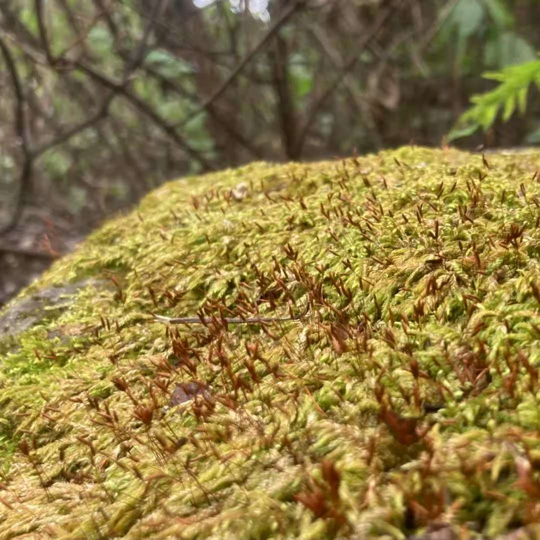 森で苔の瓶を作ります 