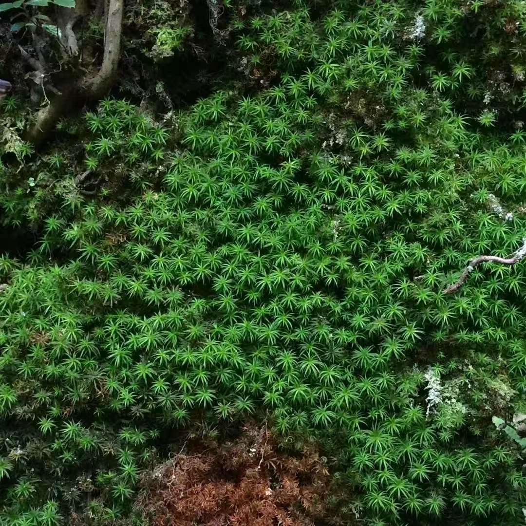 森で苔の瓶を作ります 