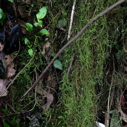 Va dans la forêt et fabrique une bouteille de mousse 