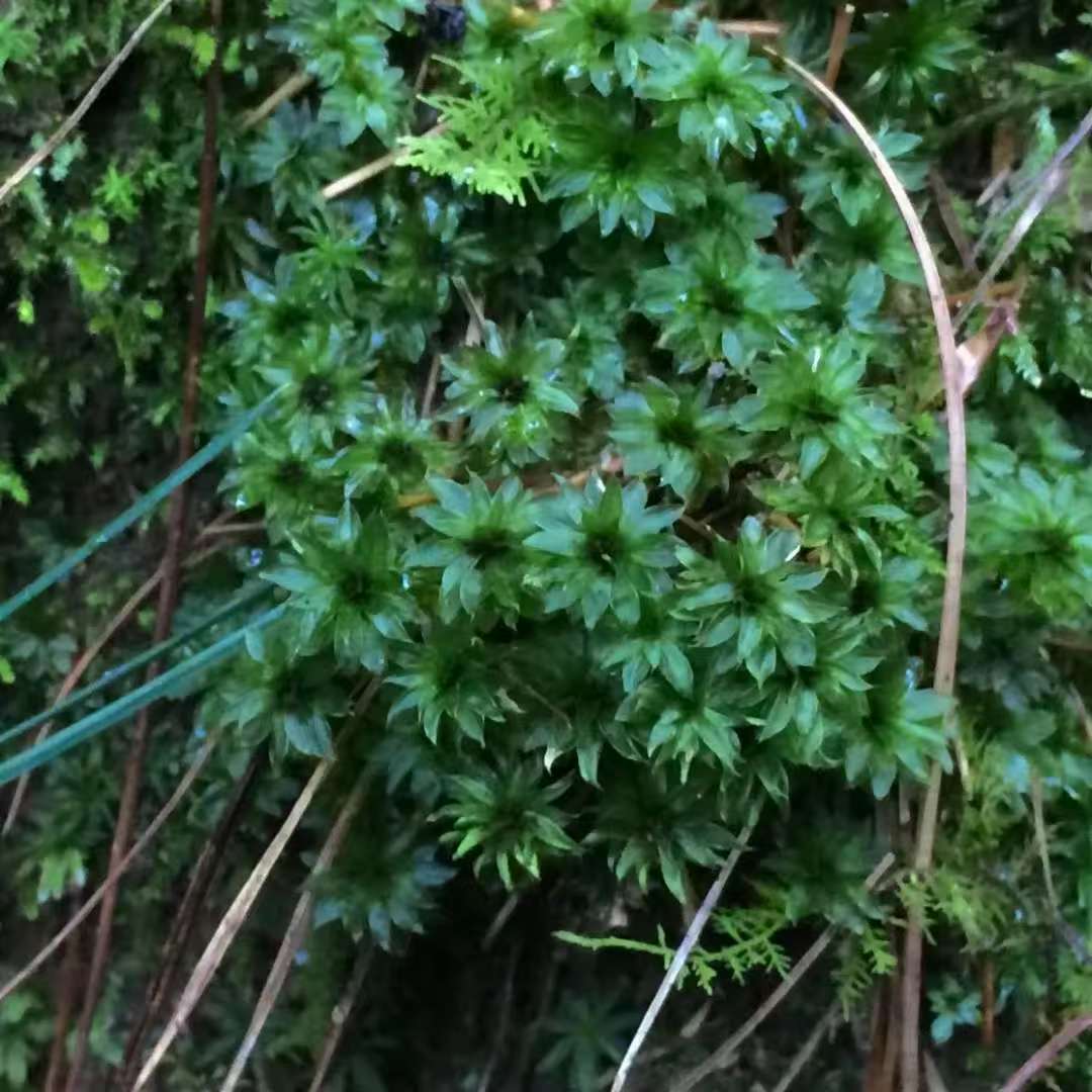 森で苔の瓶を作ります 