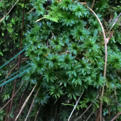 Va dans la forêt et fabrique une bouteille de mousse 