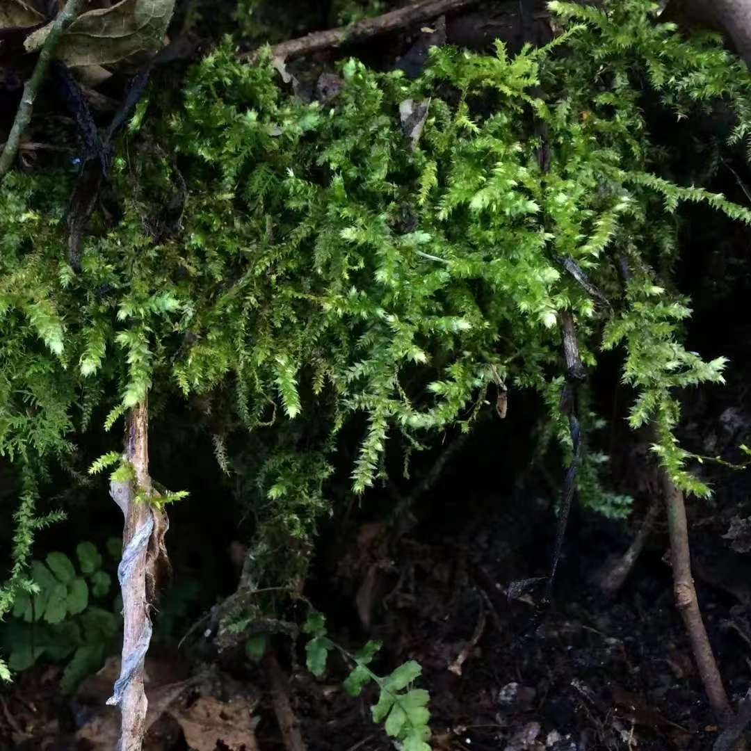 森で苔の瓶を作ります 