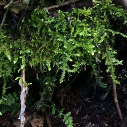 Geh in den Wald und bastel eine Moosflasche