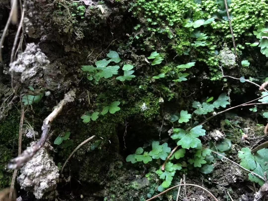 森で苔の瓶を作ります 