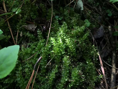 Geh in den Wald und bastel eine Moosflasche