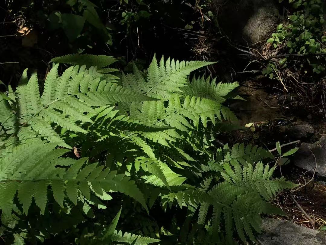 Geh in den Wald und bastel eine Moosflasche