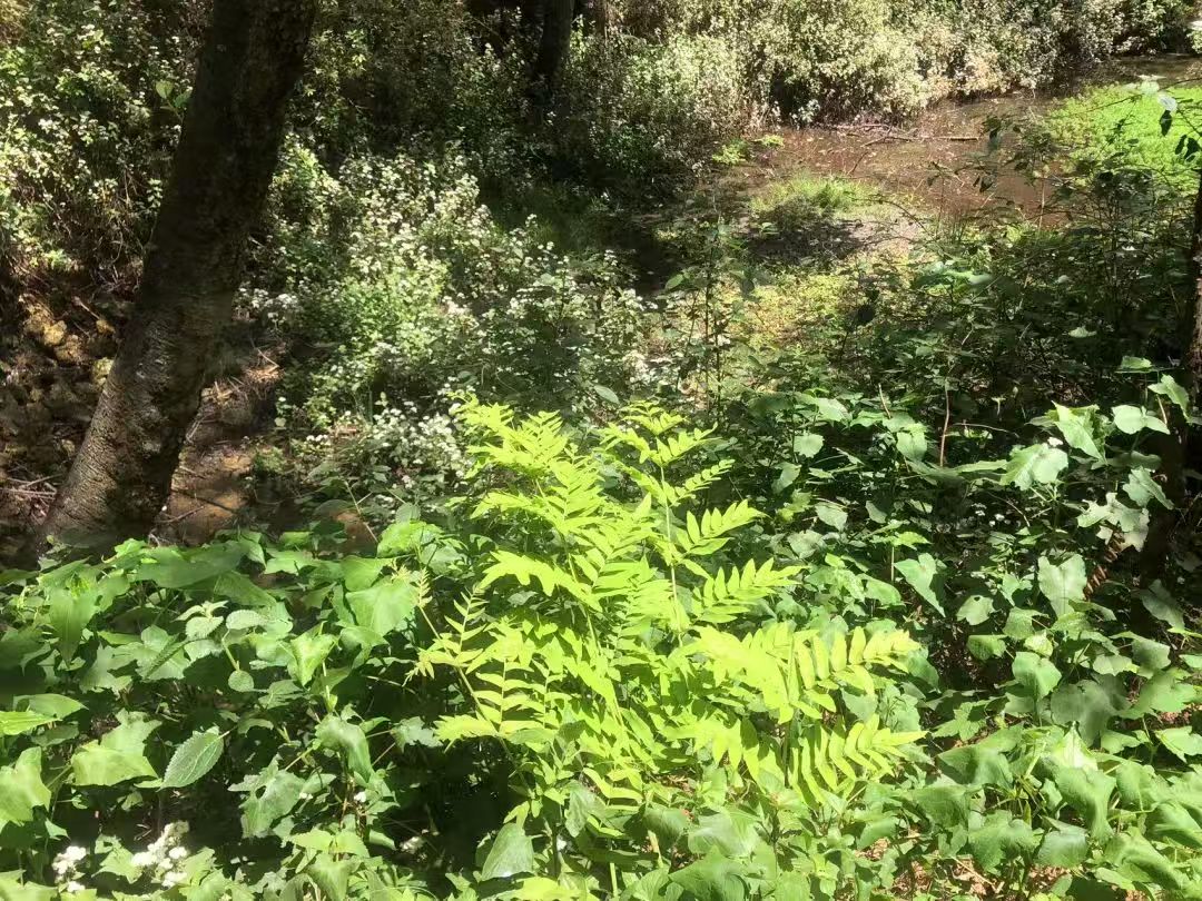 森で苔の瓶を作ります 