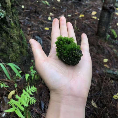 Va dans la forêt et fabrique une bouteille de mousse 