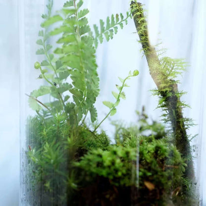 Va dans la forêt et fabrique une bouteille de mousse 