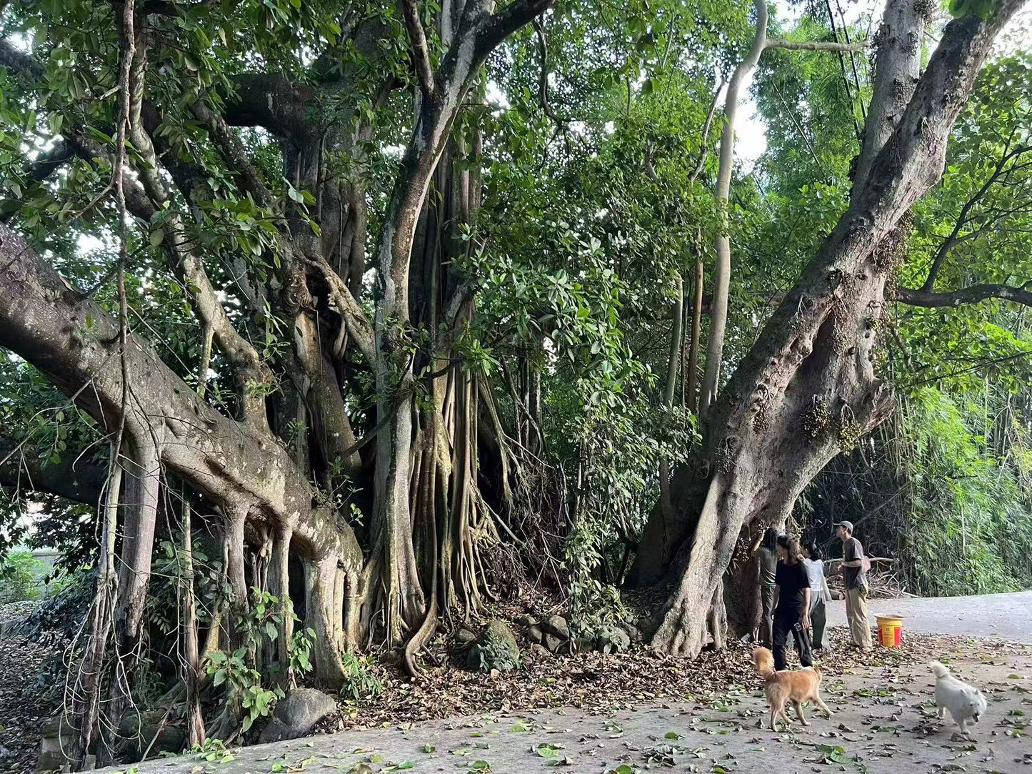 Campamento de 2 días junto al río Nujiang y la plantación de café de la montaña Gaoligong