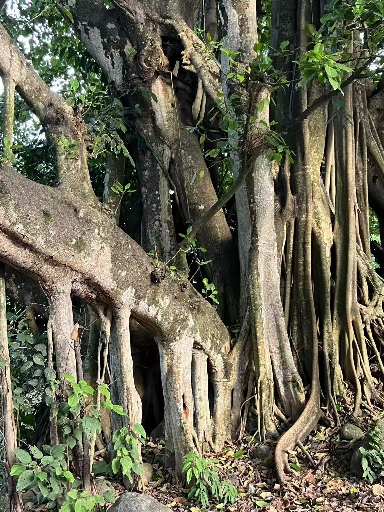 Campamento de 2 días junto al río Nujiang y la plantación de café de la montaña Gaoligong