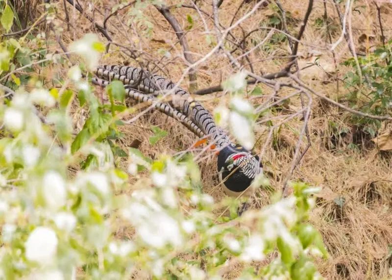 Ganztägige Naturbeobachtung in Cangshan | Vögel, Pflanzen und Insekten