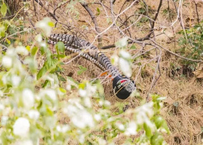 Ganztägige Naturbeobachtung in Cangshan | Vögel, Pflanzen und Insekten