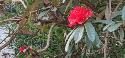 蒼山全天自然觀察| 鳥類，植物和昆蟲