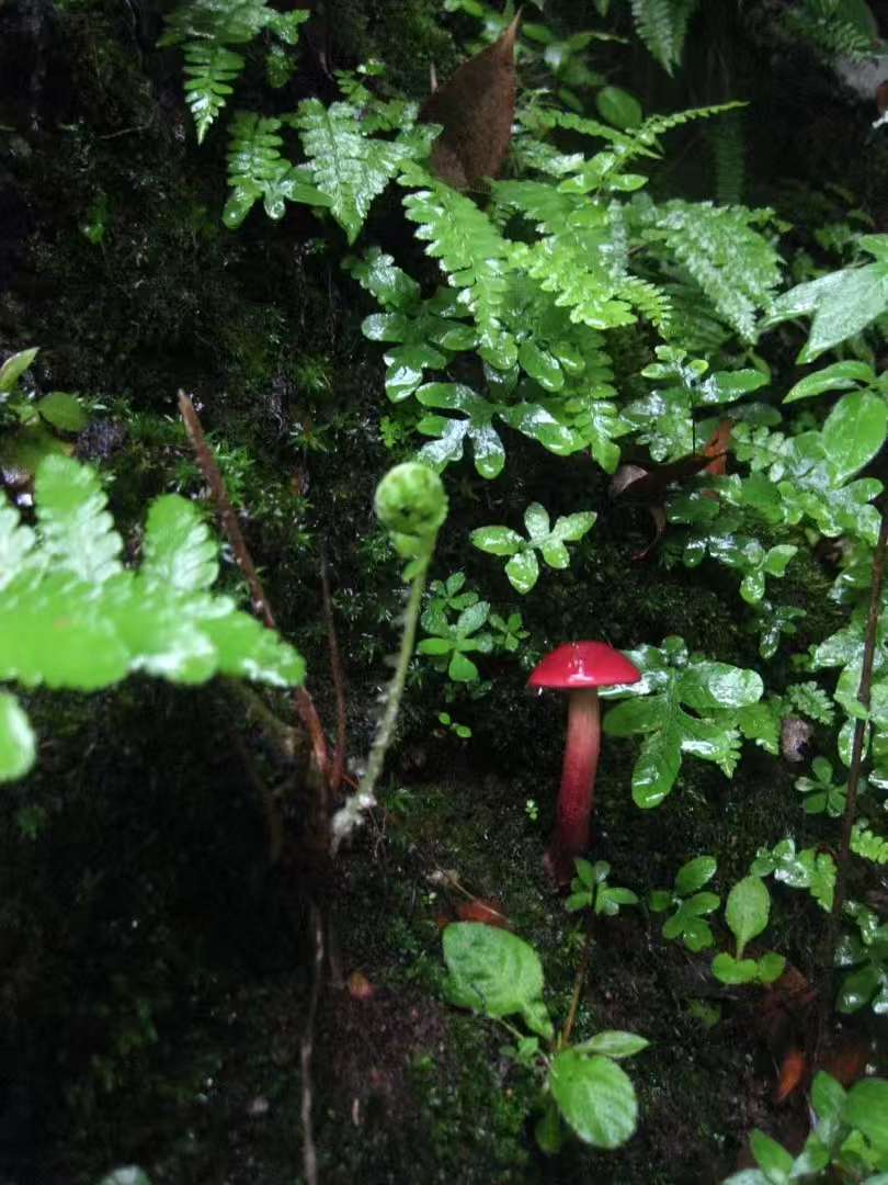 (6-11月) 苍山西坡露营